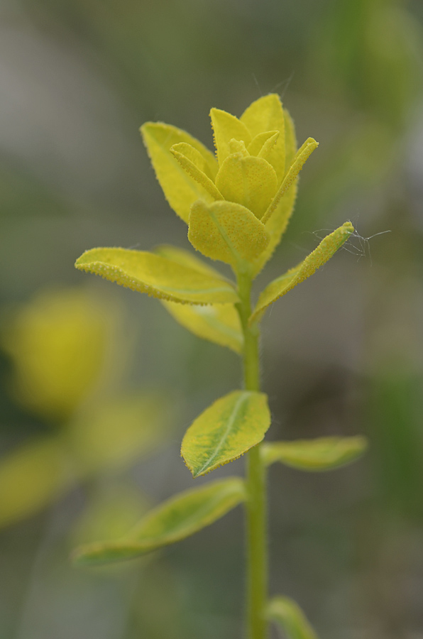 Germoglio giallo  da id. - Euforbia cfr. brittingeri